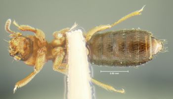 Media type: image;   Entomology 24060 Aspect: habitus ventral view